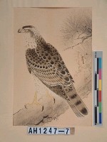 藏品(昭和11年『翠光花鳥版畫集』－　鷹)的圖片